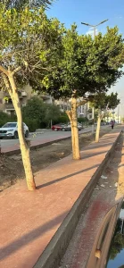 طبقات الرصيف تخنق الأشجار