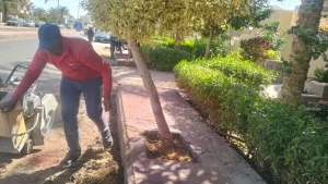 استجابة سريعة لإنقاذ حياة الأشجار