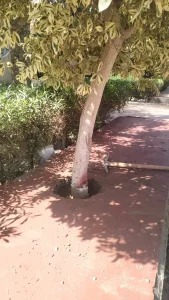 وأخيراً عادت الحياة للأشجار
